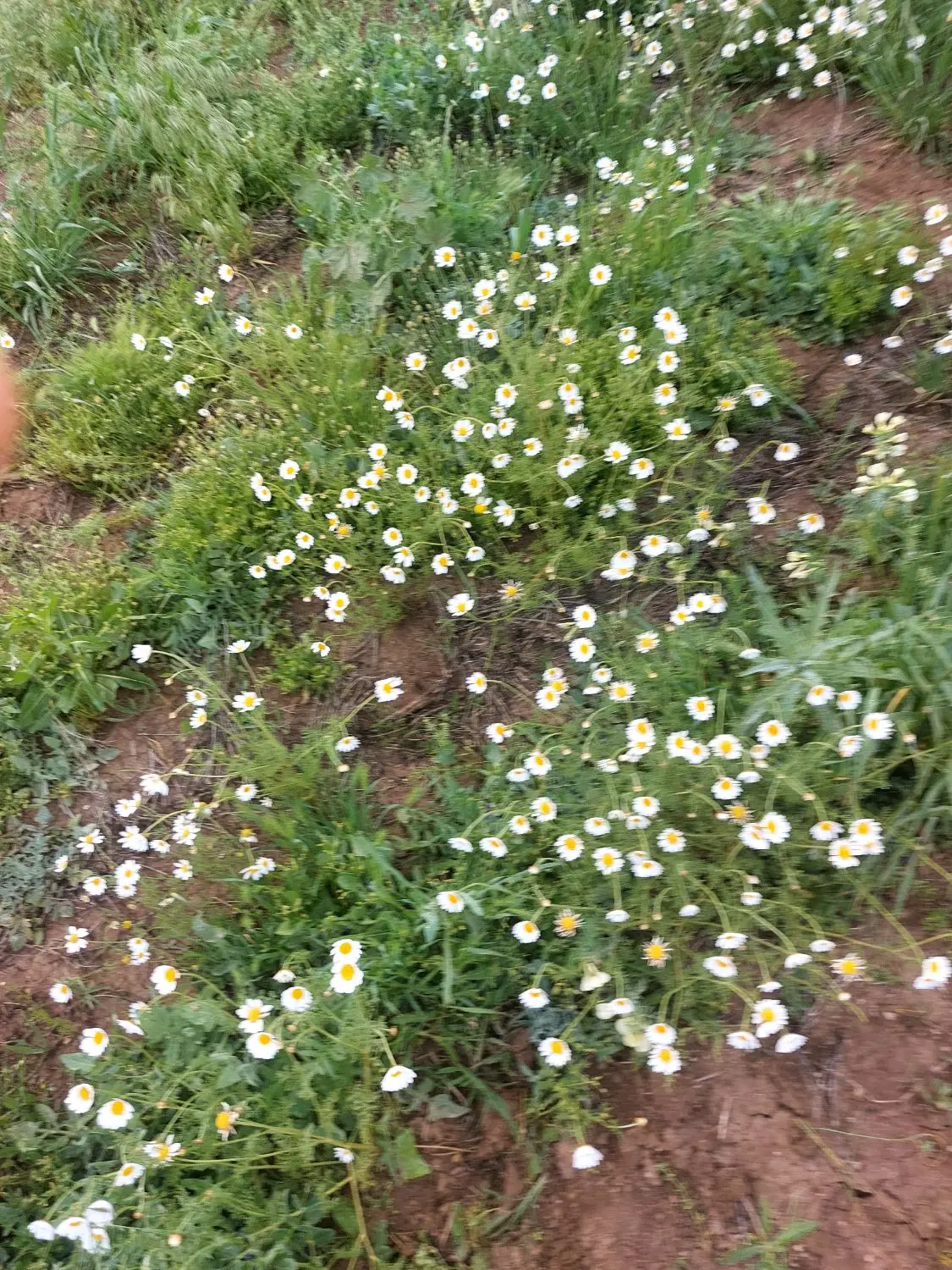 زمین کشاورزی
