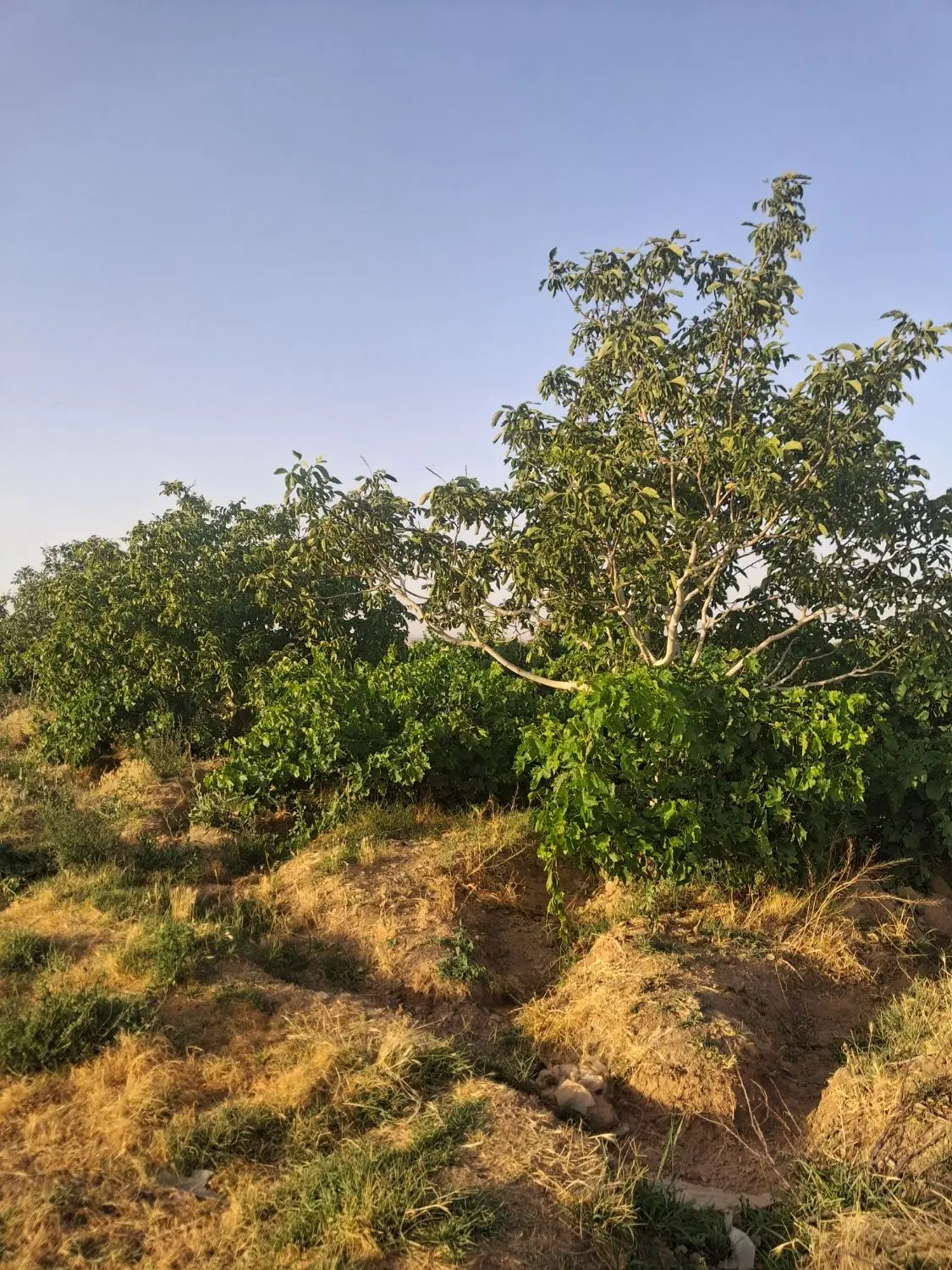 باغ قدیمی با سه ساعت اب ۵۷۰۰متر قزوین دانسفهان