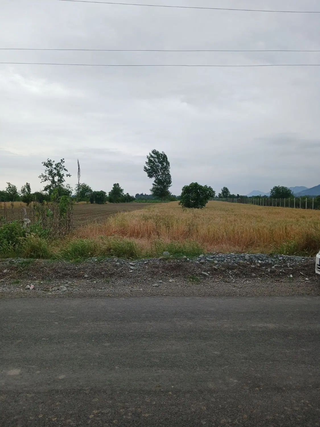زمین کشاورزی درشمال