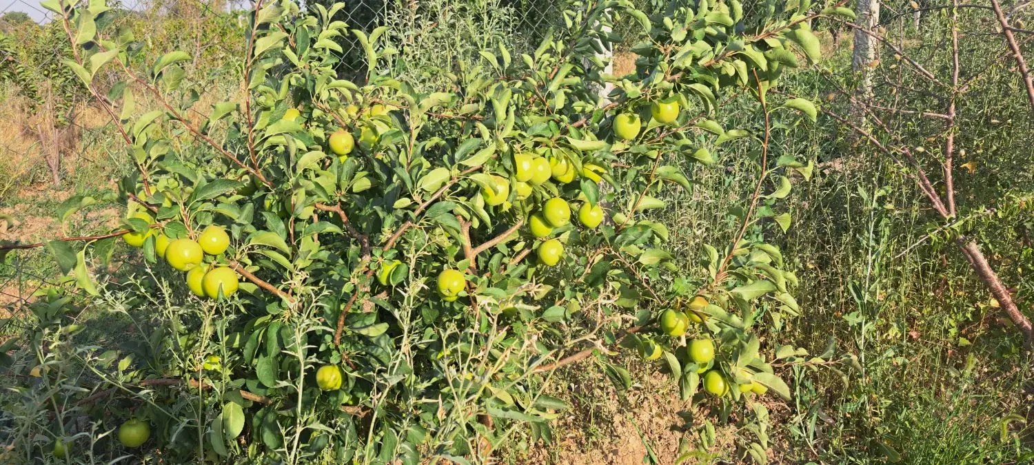 باغ ۵۰۰۰ متری