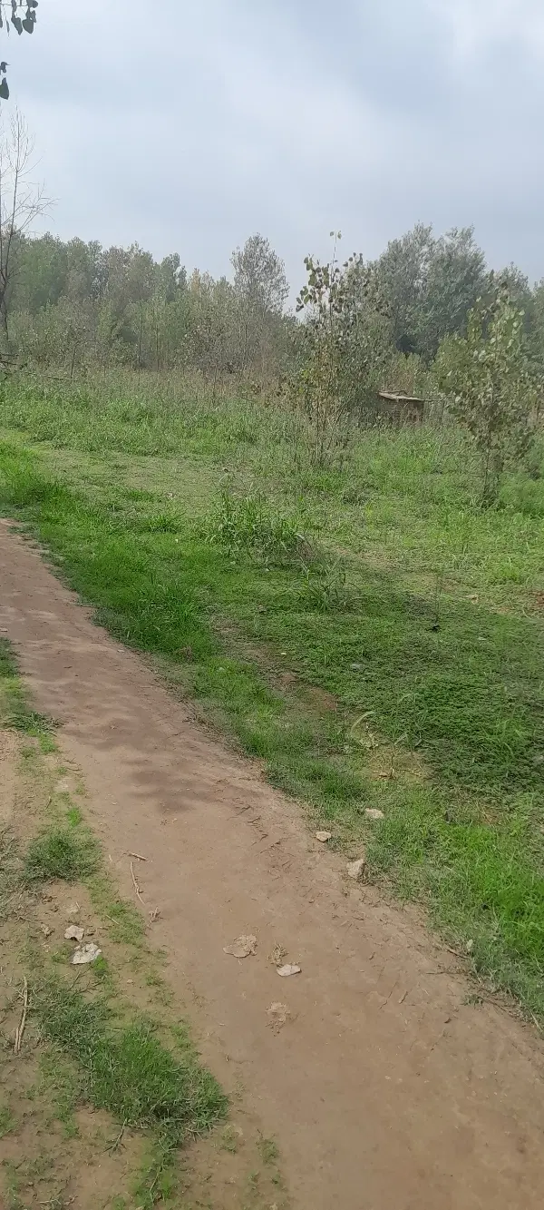 زمین باغی کورکا  هزار متری