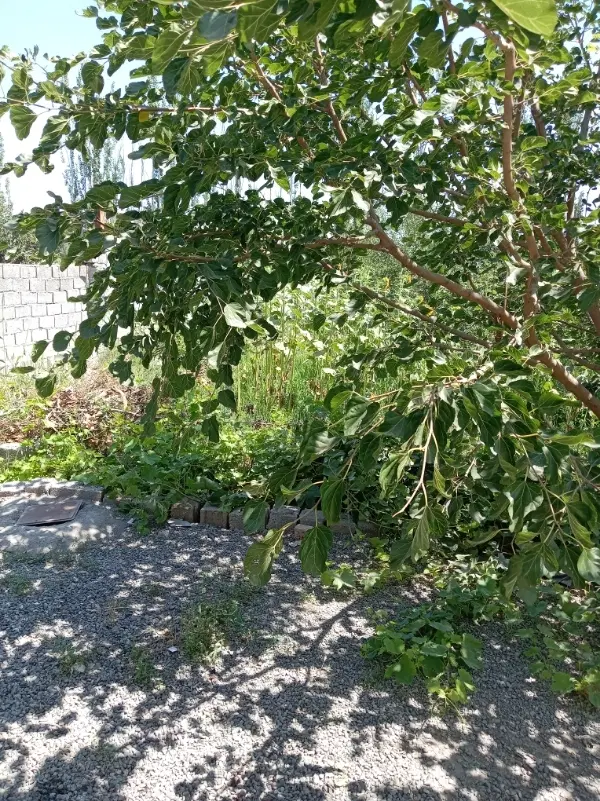 فروش باغچه در خوی