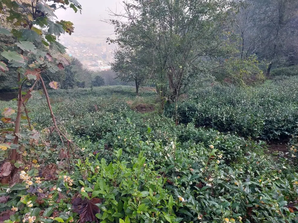 باغ چای درشیخ زاهد