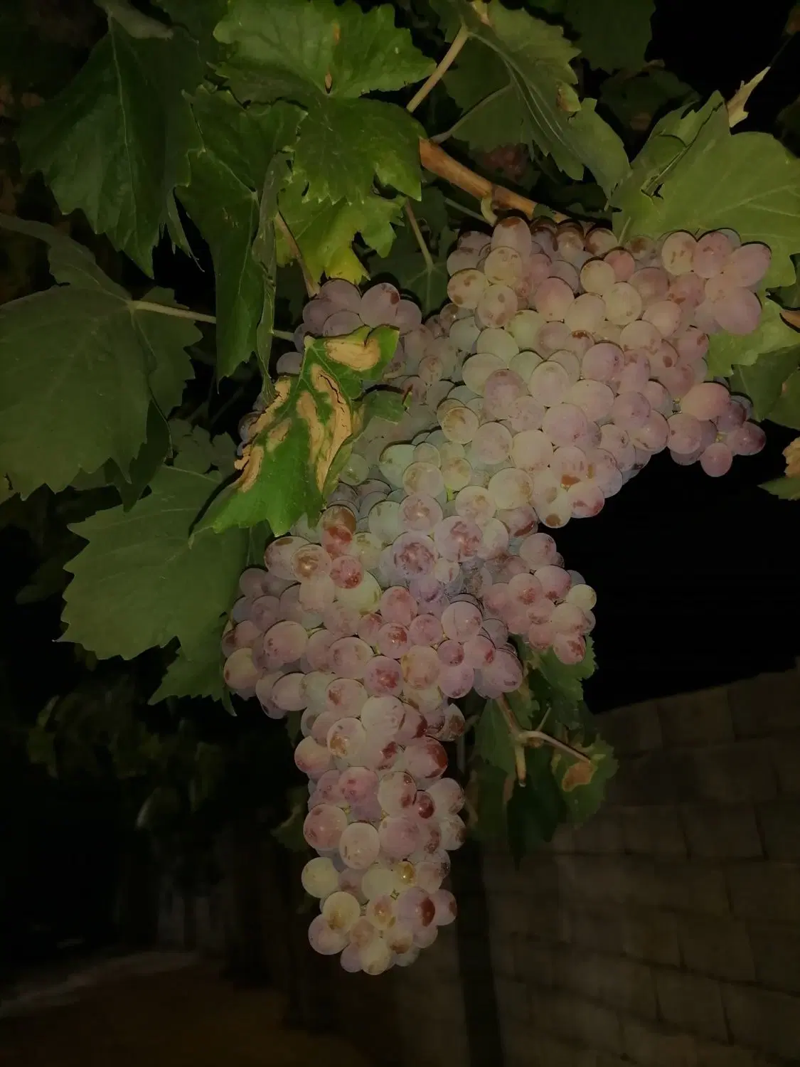 اجاره باغ انگور