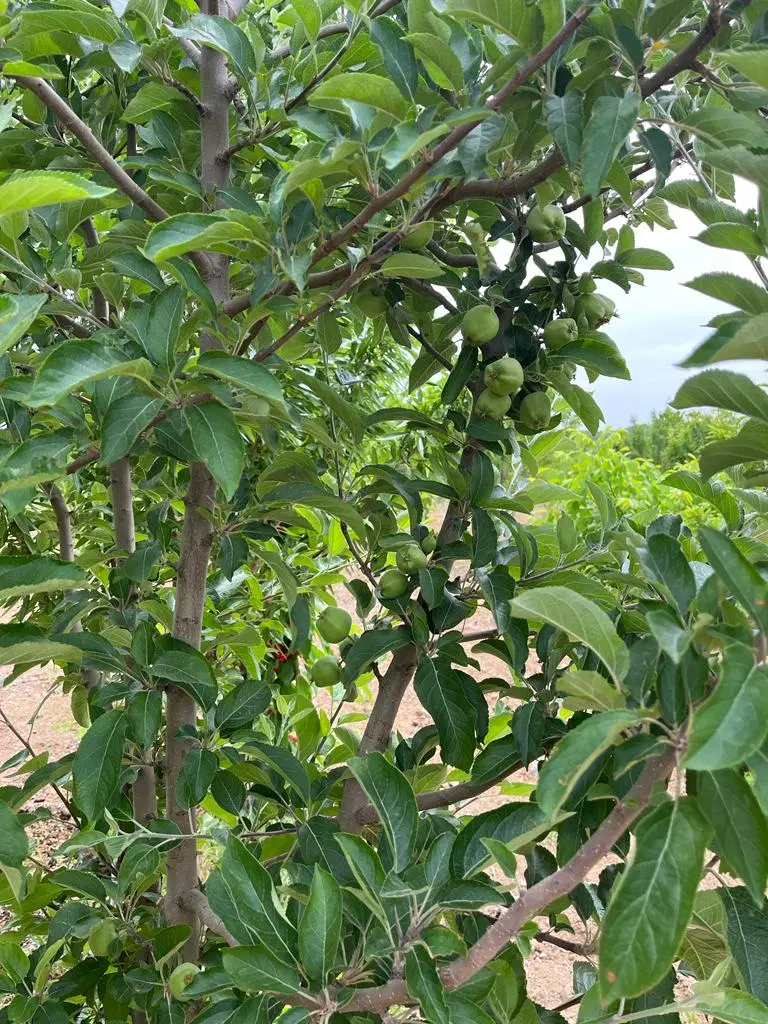فرصتی استثنایی برای خریدباغ