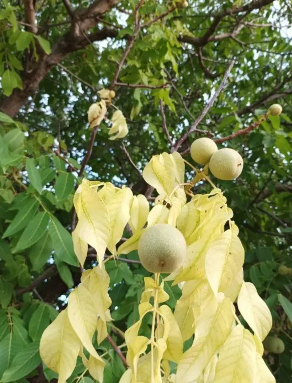 باغ گردو فروشی