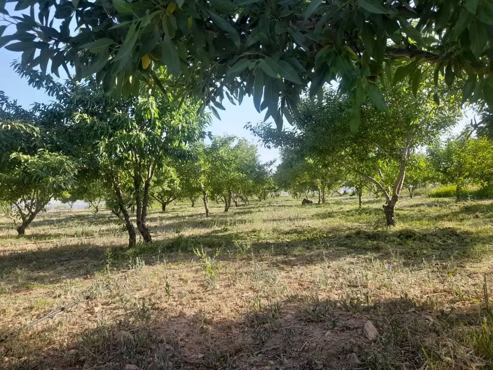 باغ بادام ومیوه