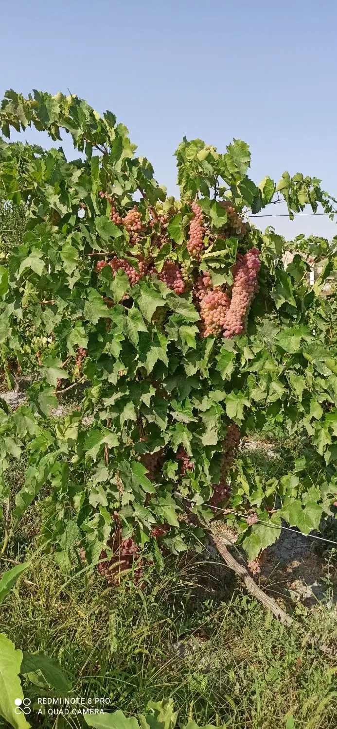اجاره باغ انگور