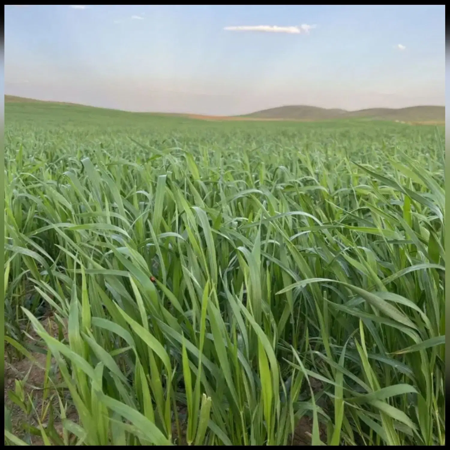 زمین کشاورزی دیم
