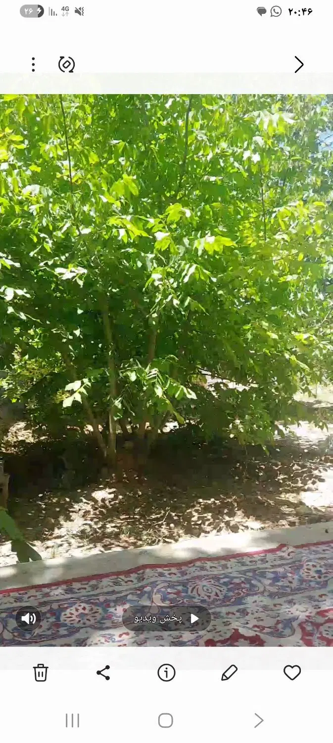 باغ