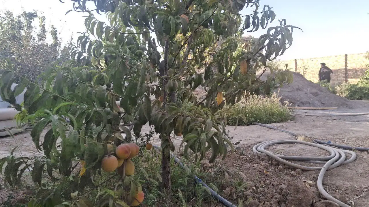 باغ ۵۰۰ متری
