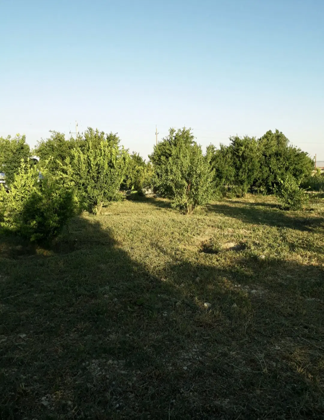 فروش زمین باغی