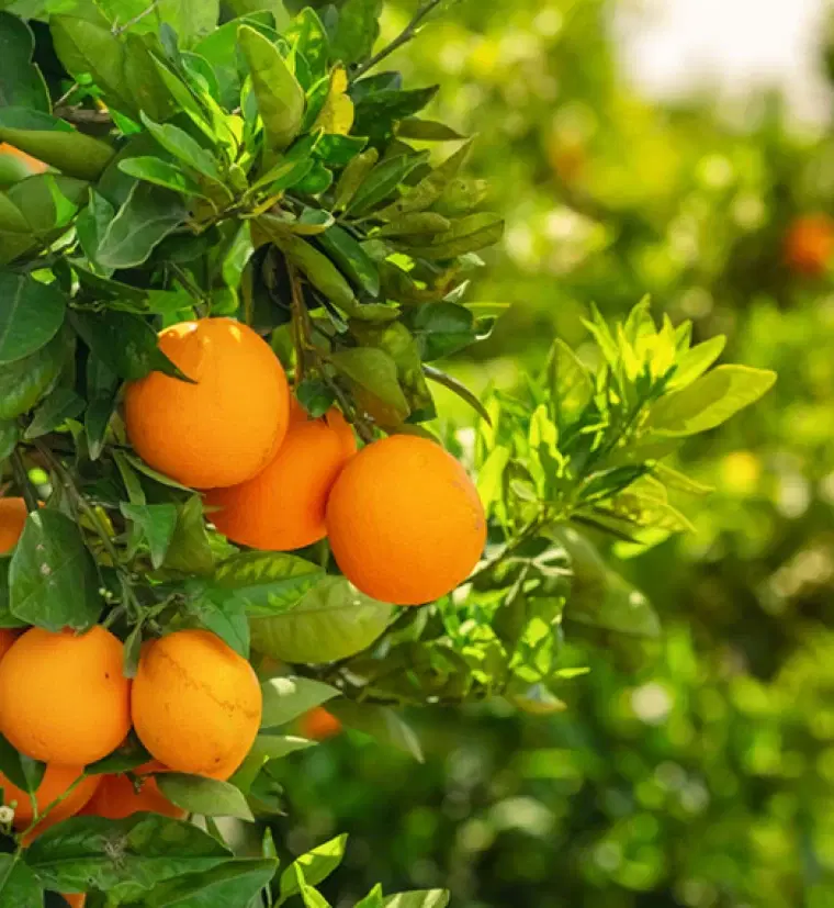 فروش باغ مرکبات ۱۵ ساله