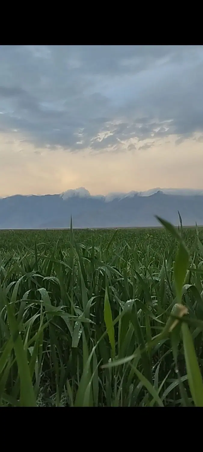 زمین  نقلی مناسب