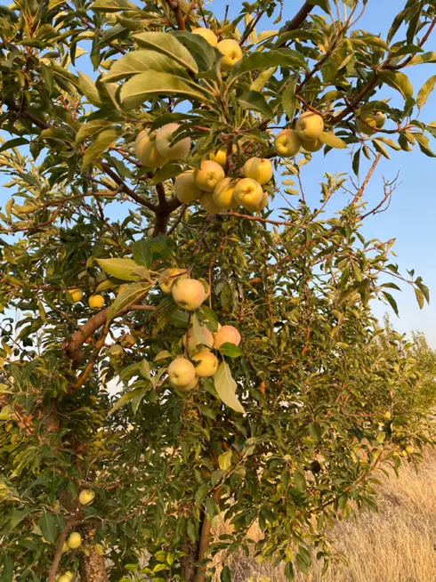 باغ شهری خانه خمیس سفلی (شاه نشین)