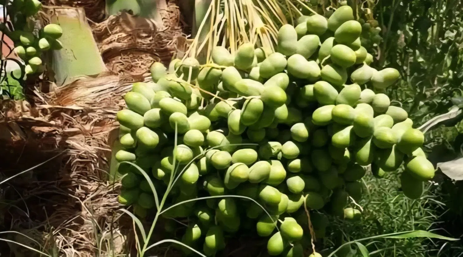 باغ پیارم حاجی آباد