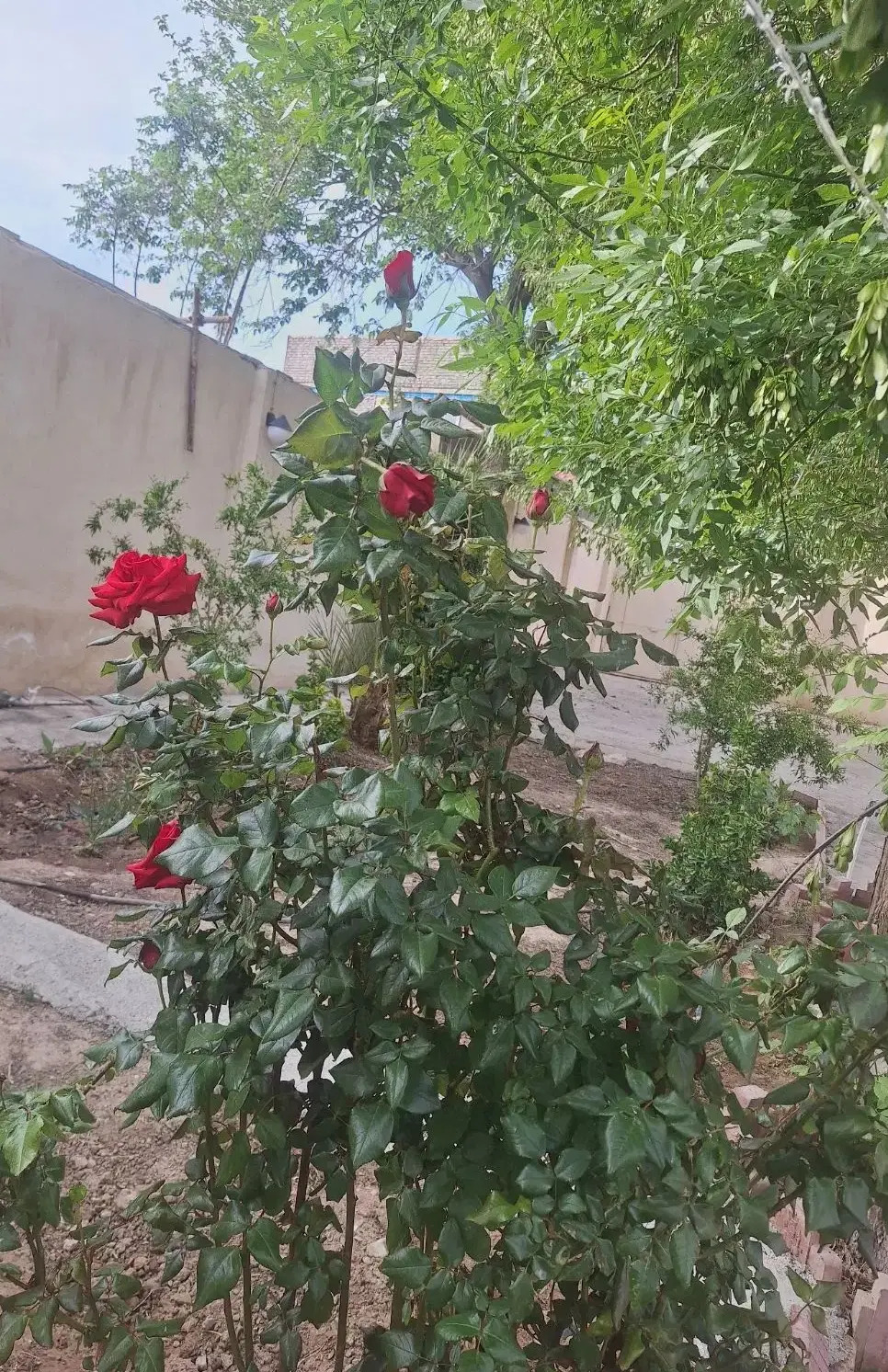 زمین ۵۰۰متری