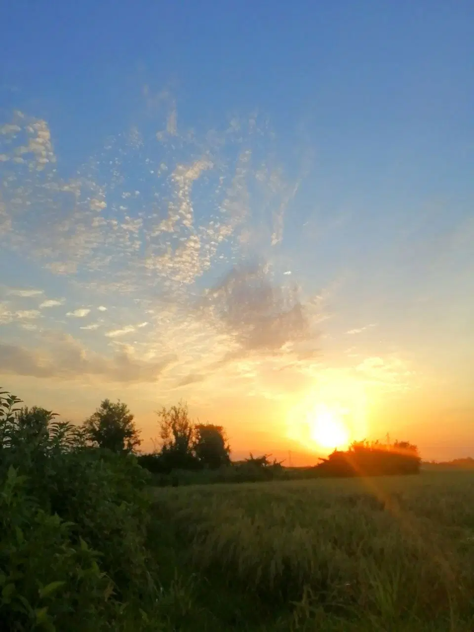 زمین کشاورزی