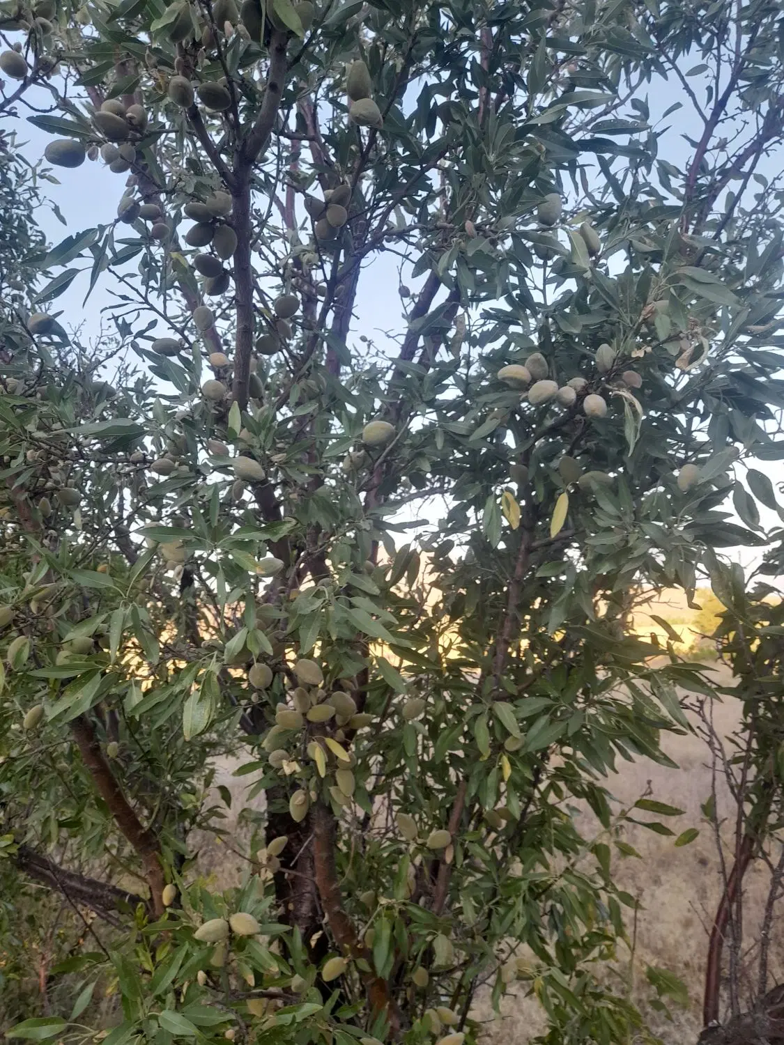 باغ گردو بادام درجاده ملایر