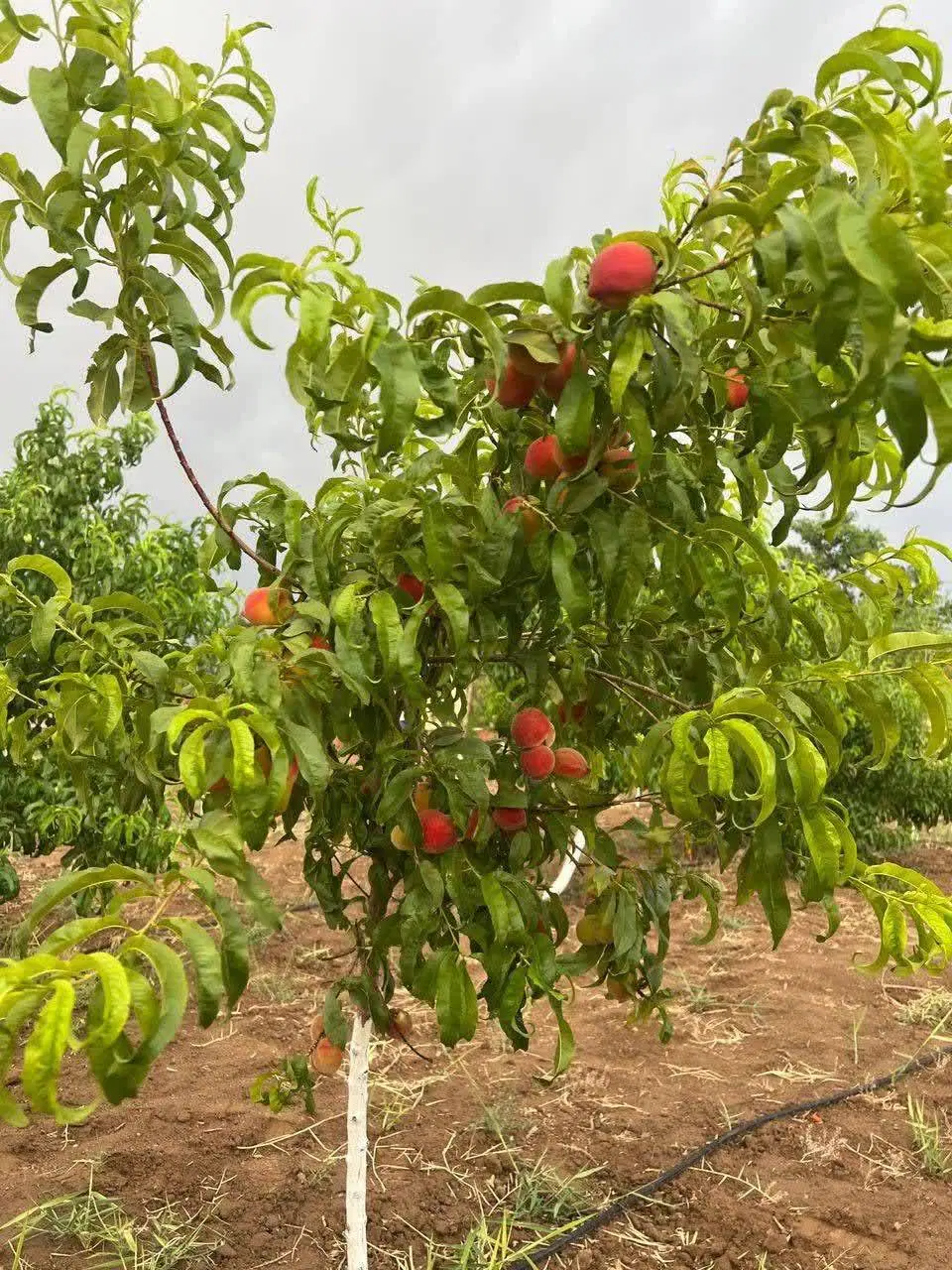 زمین باغچه