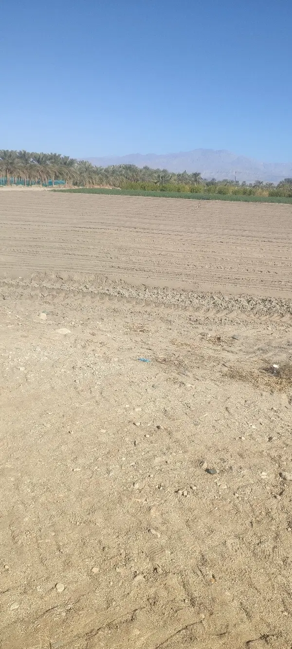 زمین کشاورزی بلوار دوساری
