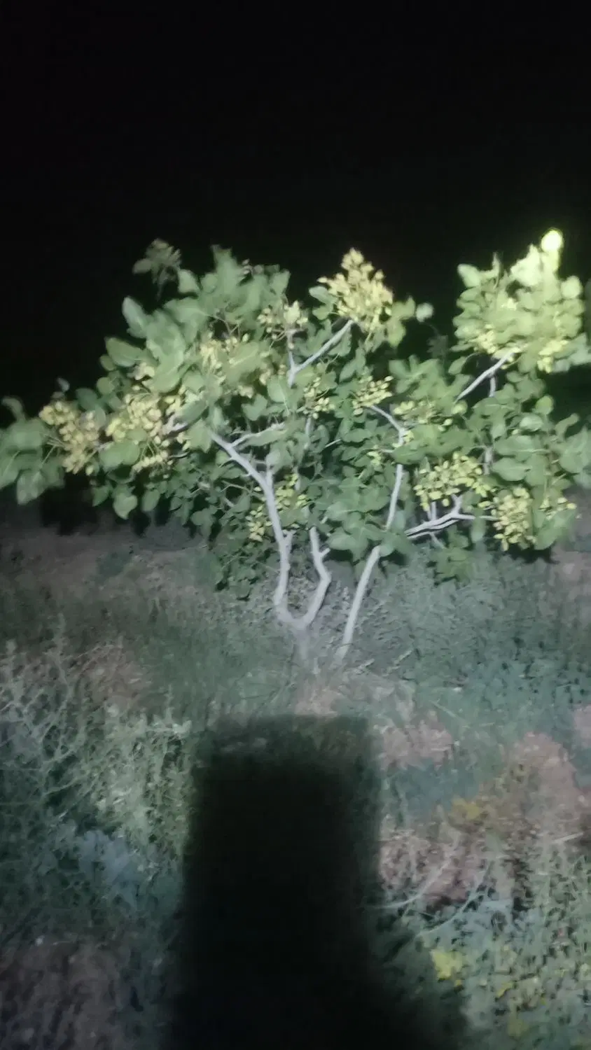 باغ پسته