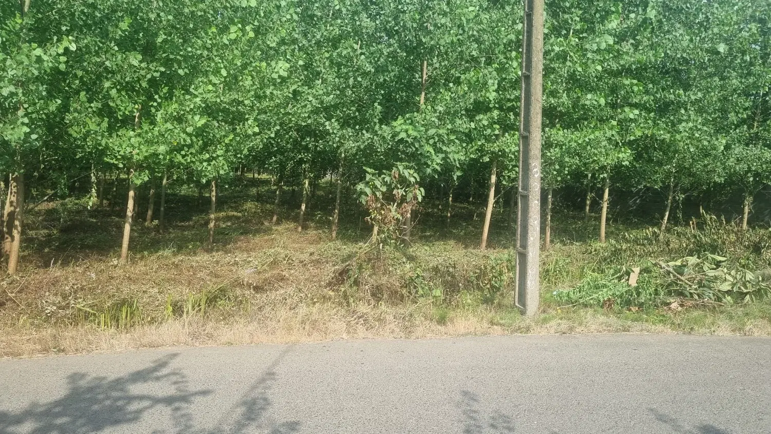 زمین مسکونی ۲۶۵۰متری روستای زیبای بیج