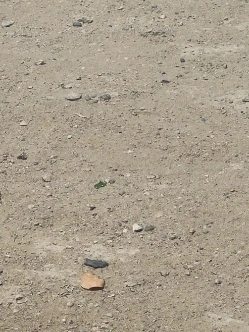 زمین گورک کله بندی