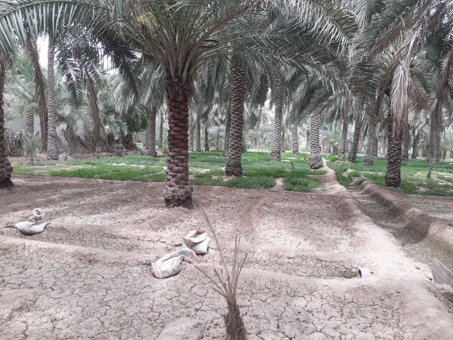 زمین