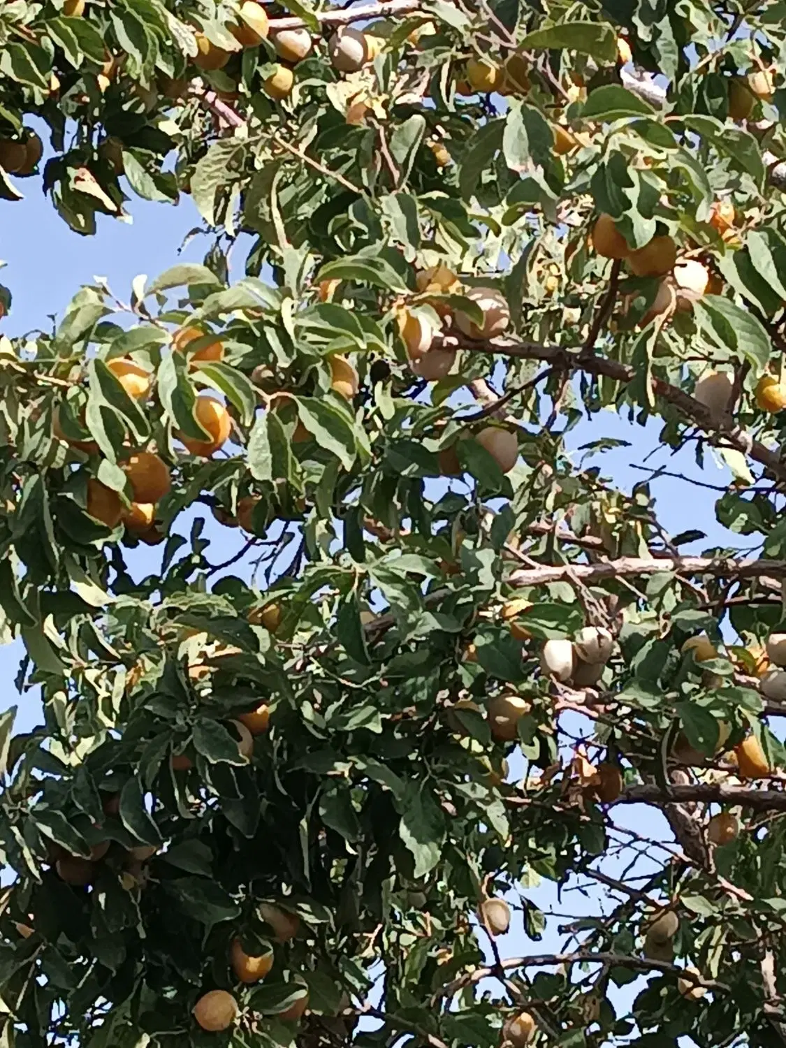 باغ