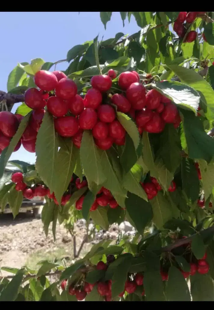 750مترآجیلی