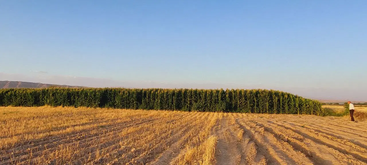 زمین زراعی یا مناسب احداث گلخانه