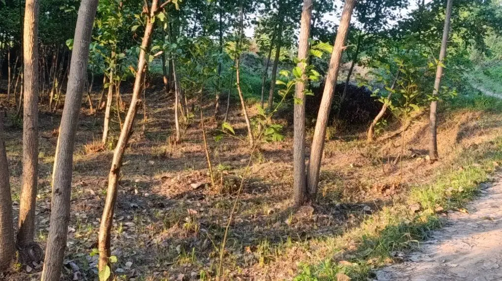 زمین مسکونی خشک بیجار  (یوسف  محله)