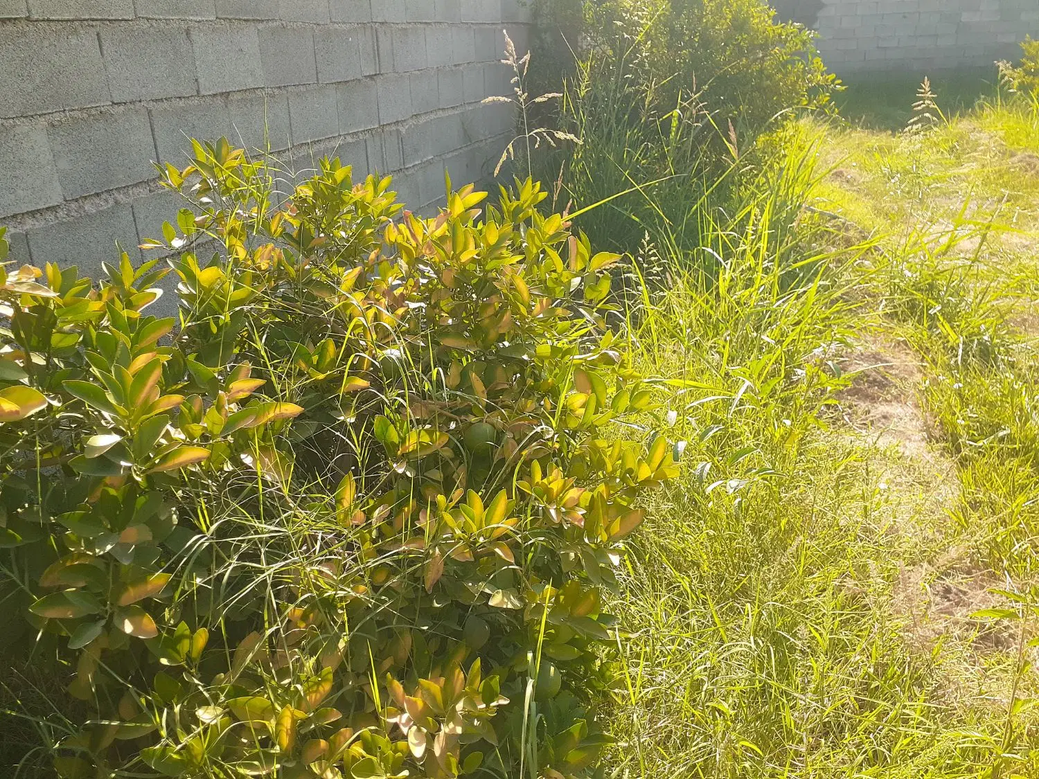 باغچه ۵۰۰ متری تپه باستانی بنجعفر
