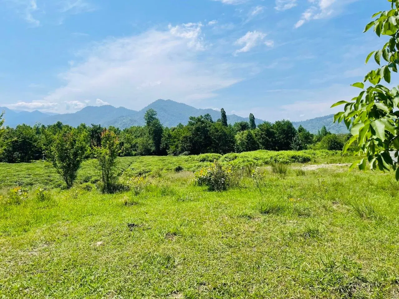 ۵۹۰زمین‌ مسکونی کوهپایه جنگلی  باپروانه ساخت
