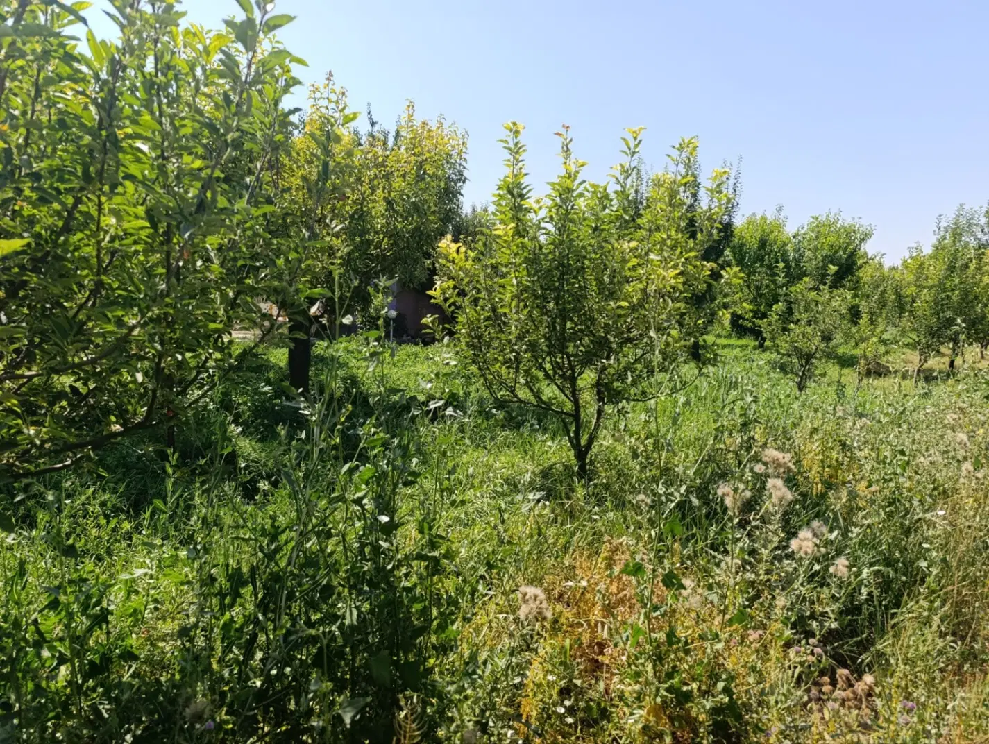 فروش ۱۰۰۰ متر باغ در روستای زنگل آباد
