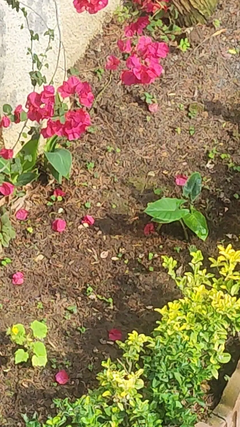 زمین 276 چهار دیواری شهرکی