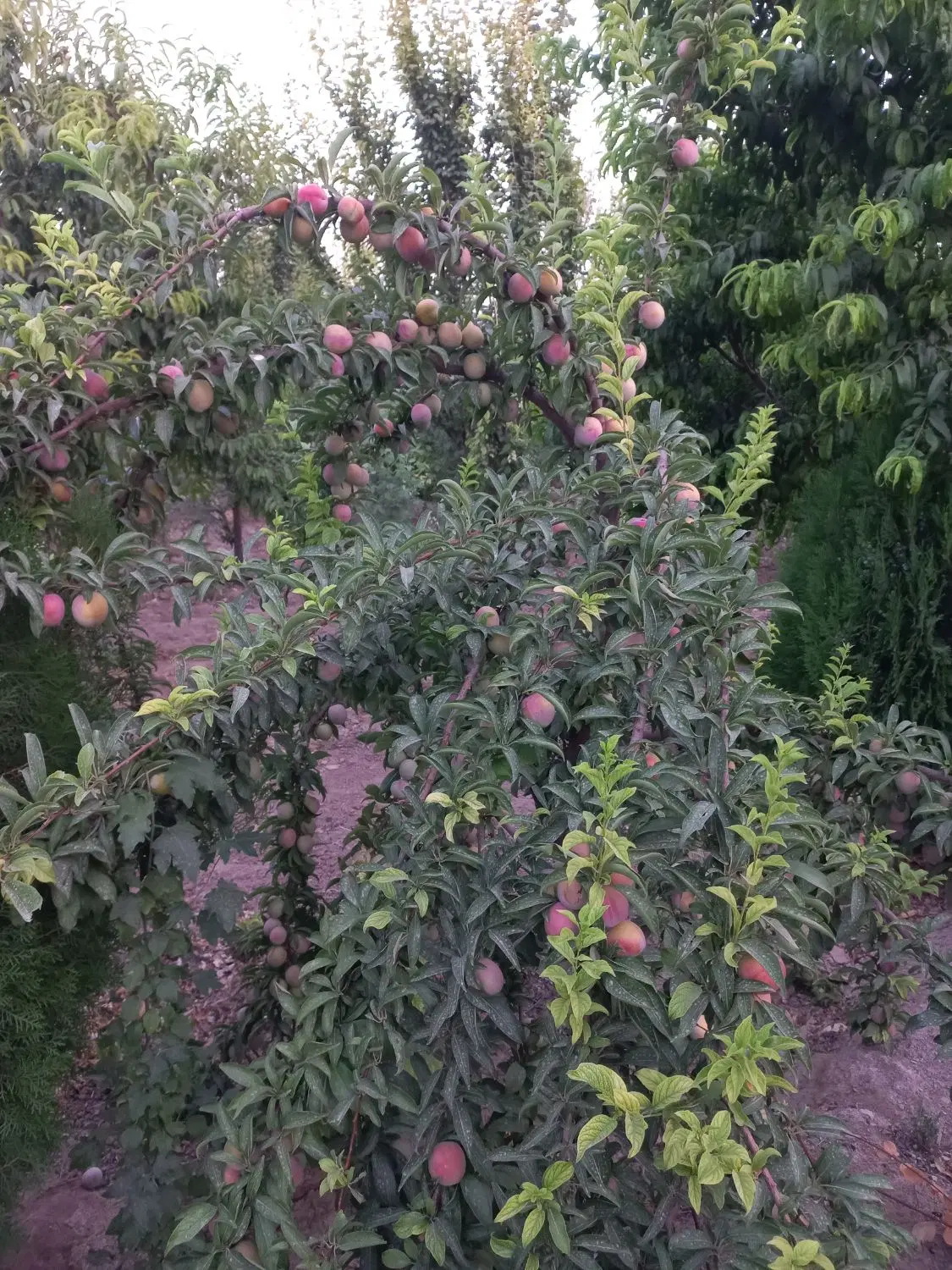 ۳۶۸ متر باغ قاسم آبادتهرانچی