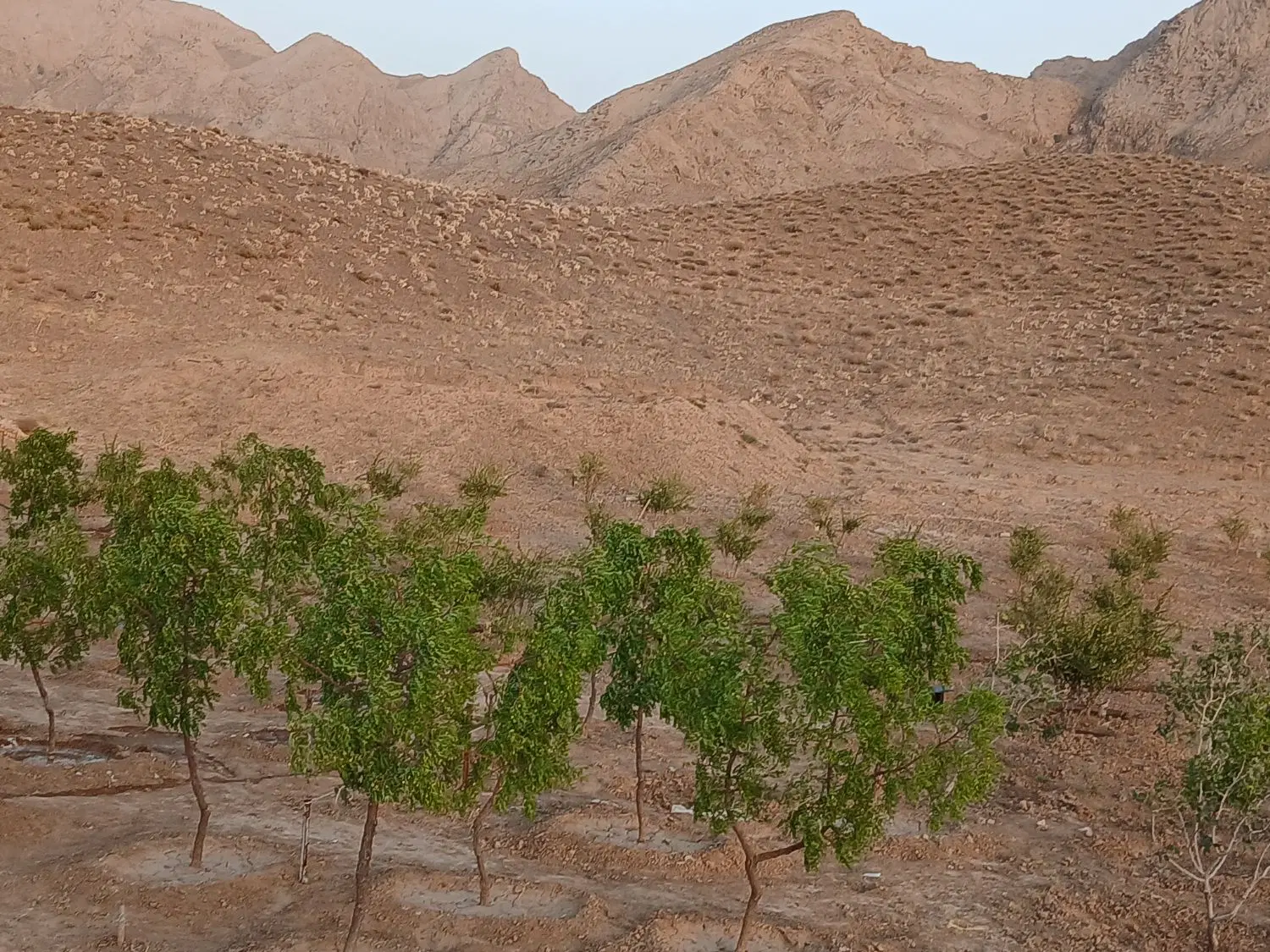زمین کشاورزی