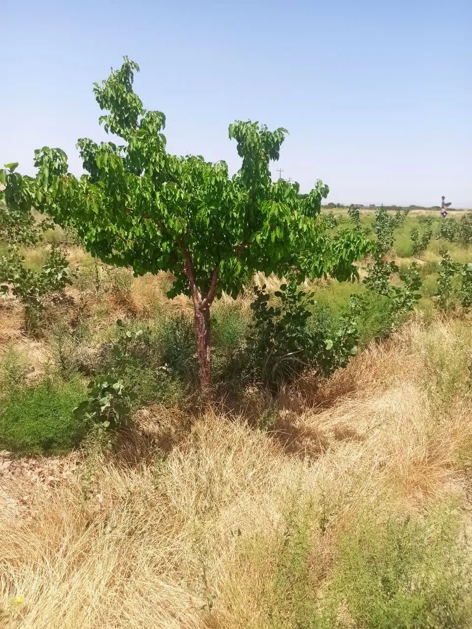 باغ پسته