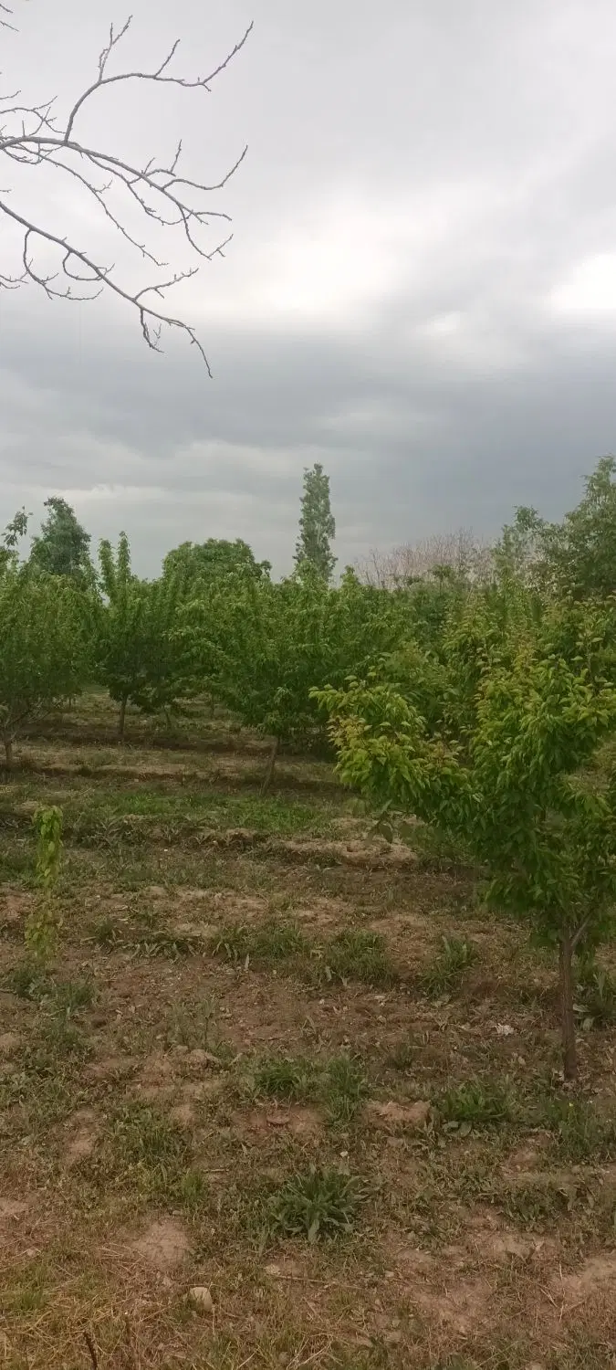 ۱۰۰۰متر باغ حصار شده با برق و گاز دز شهر سیس