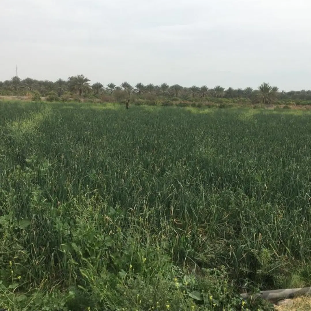 اجاره دو هکتار زمین کشاورزی