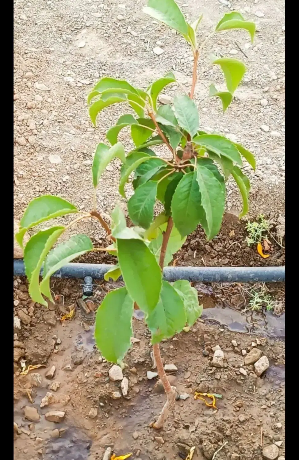 فروش باغ