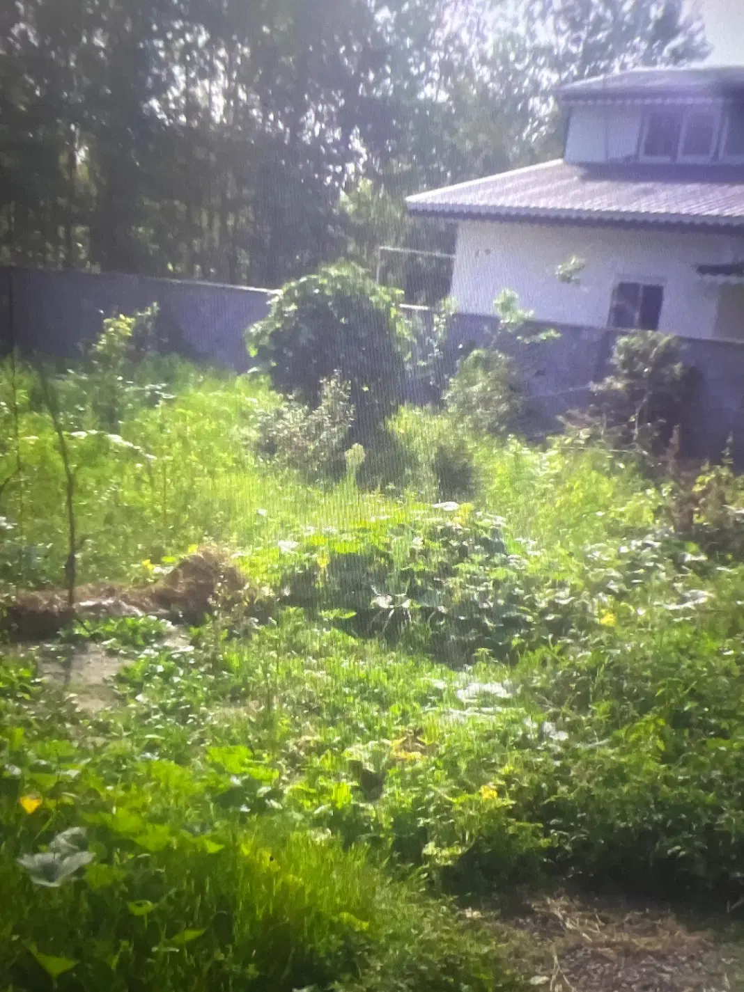 زمین ۱۱۰۰ متر خمام رشت