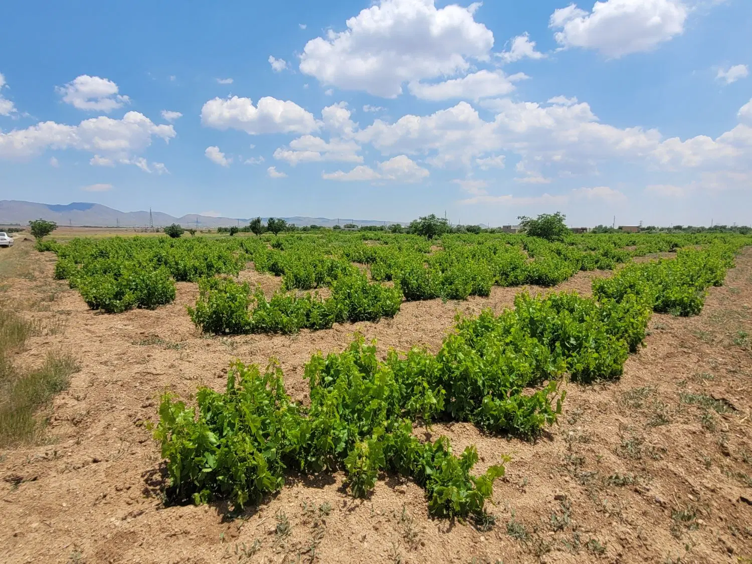 باغ میوه