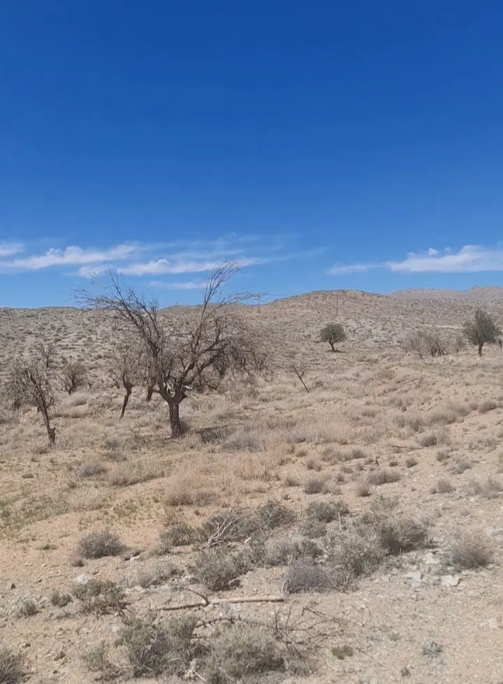 مزرعه دربست