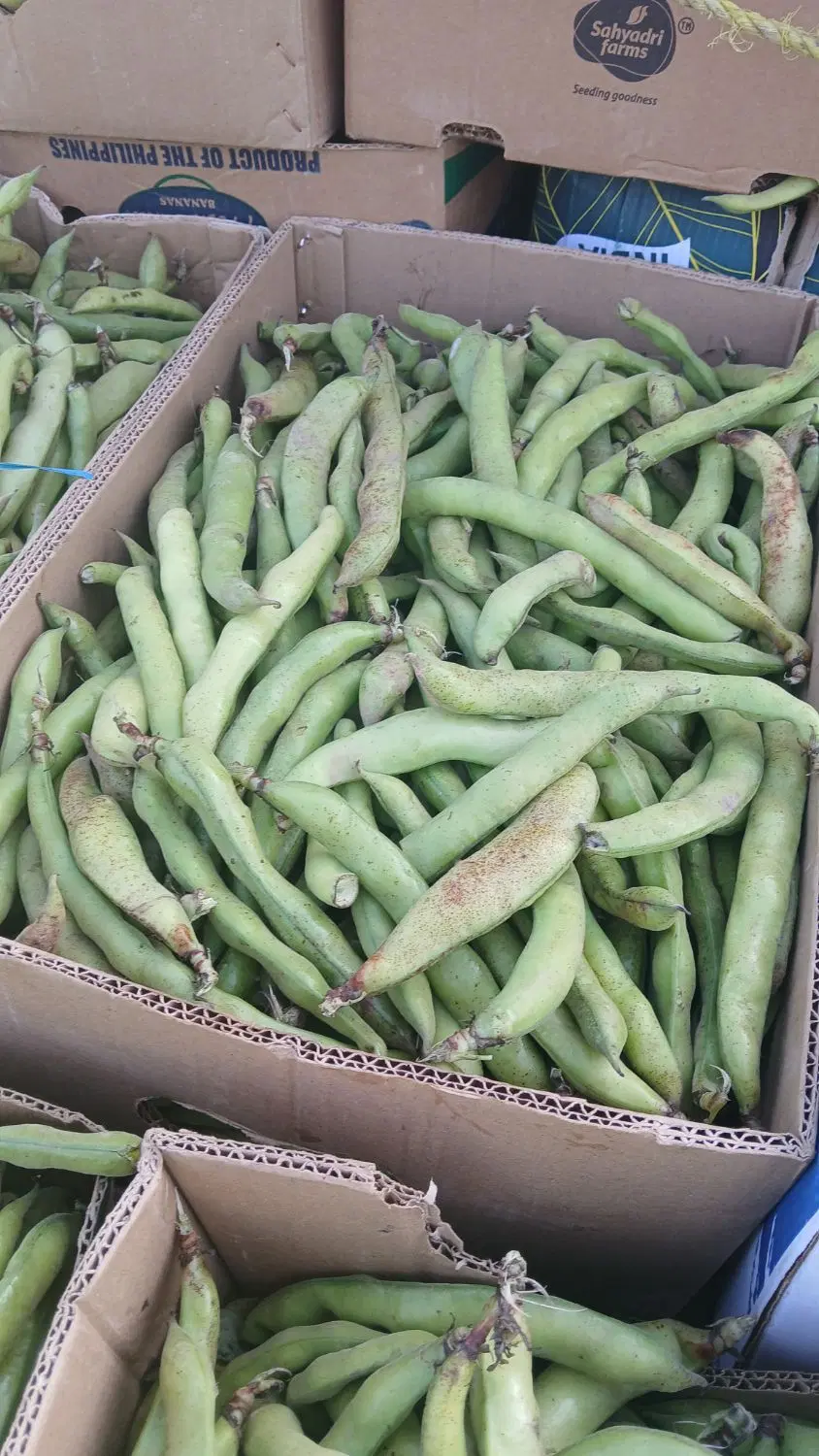زمین کشاورزی  برای اجاره