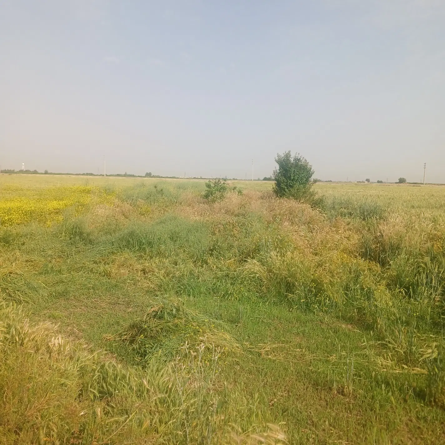 زمین باغی و‌کشاورزی