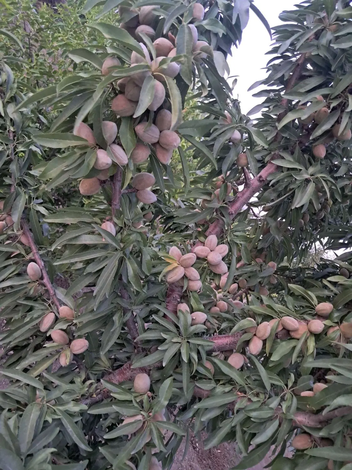 باغ ۱۰۰۰متری تپه ازبکی
