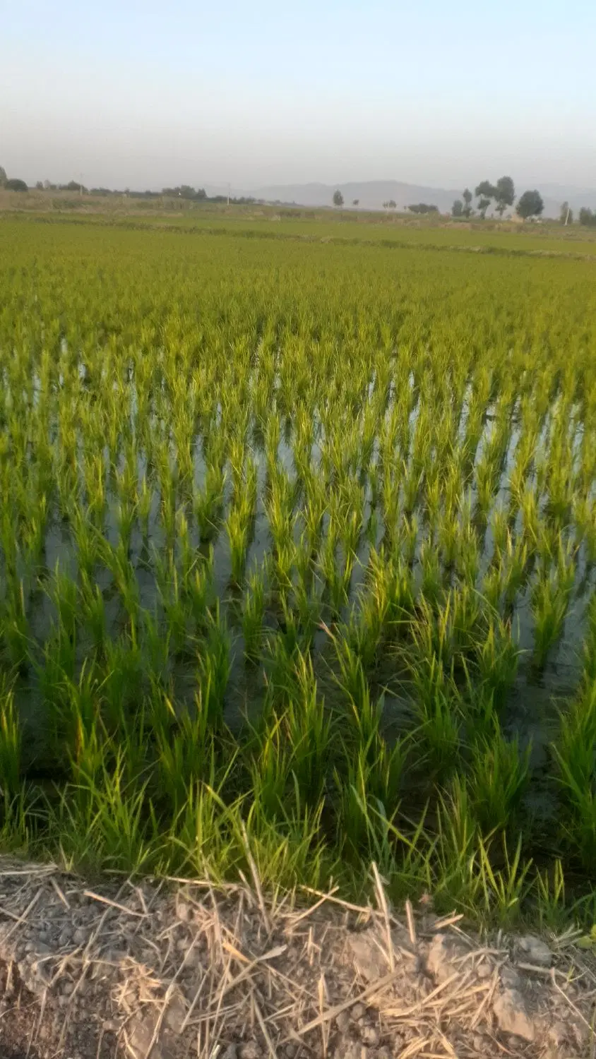 زمین کشاورزی